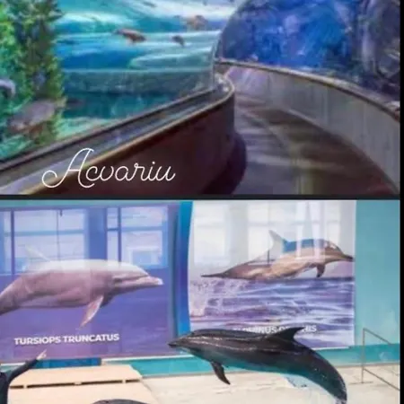 Studio-maria Apartament Năvodari